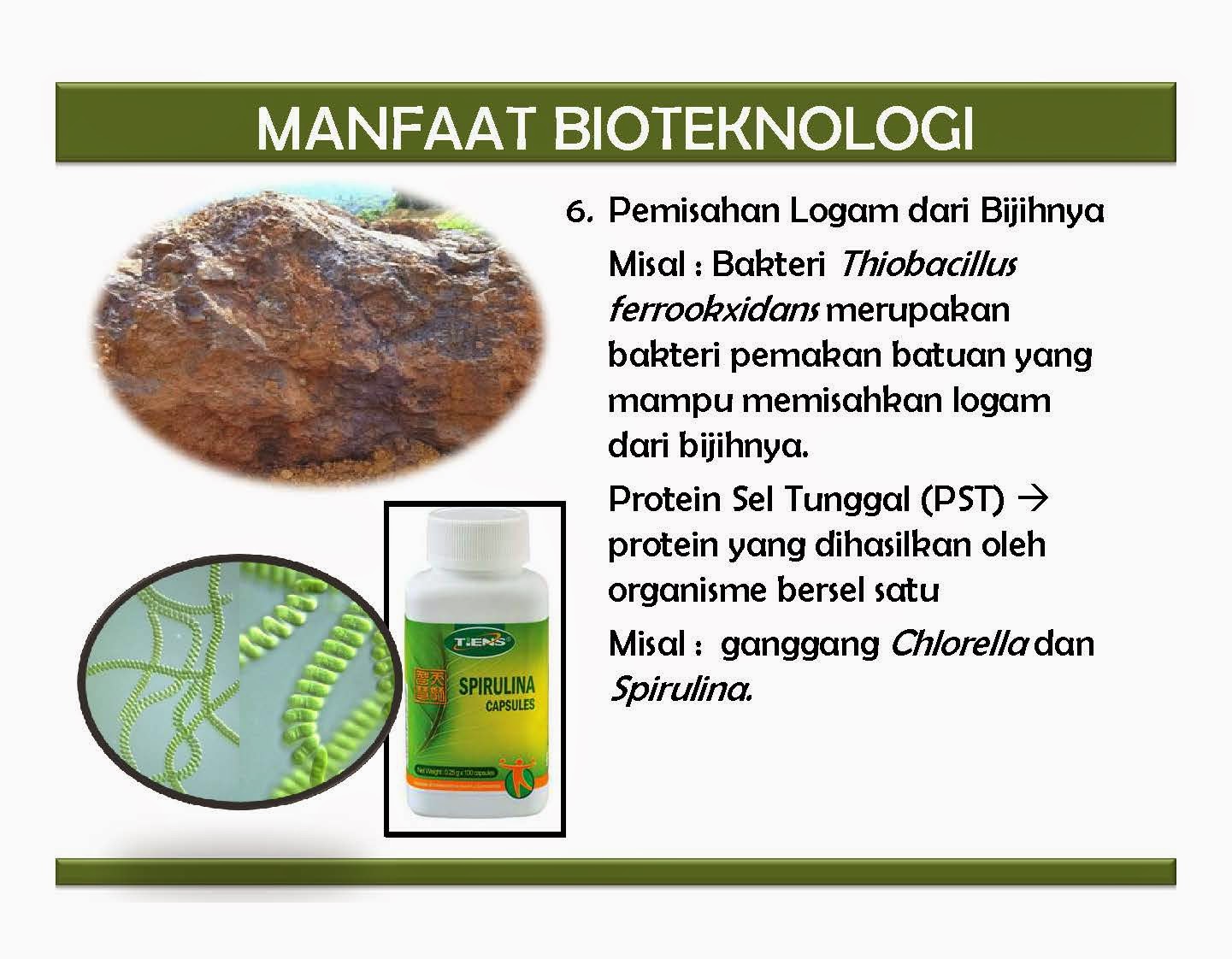 Spirulina Adalah Ganggang Hijau Yang Mudah Dibudidayakan Info Kesehatan