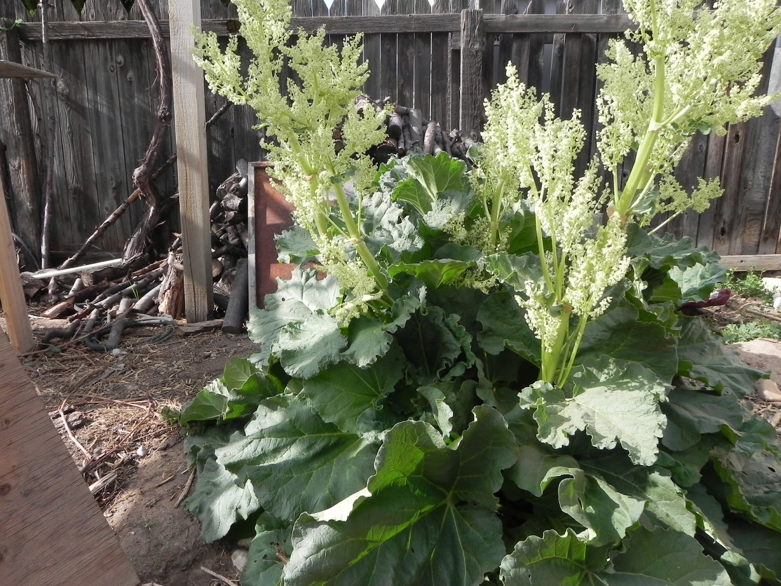 Exploring Permaculture Specimen Spotlight Rhubarb