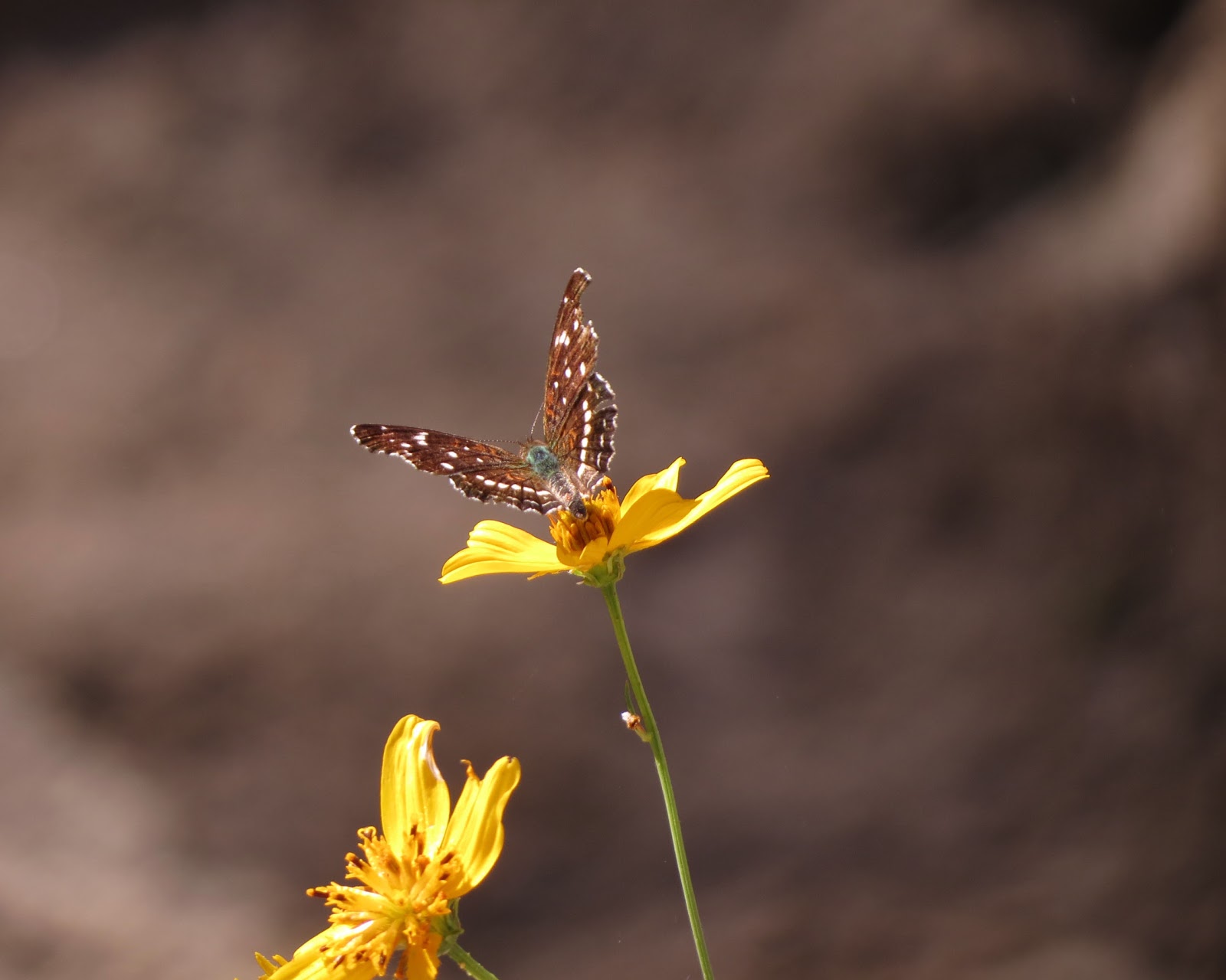 Desert Colors Autumn Butterflies