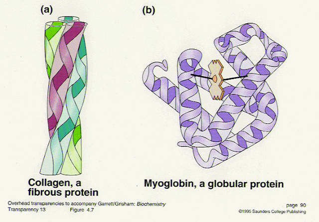 Globular and Fibrous Proteins