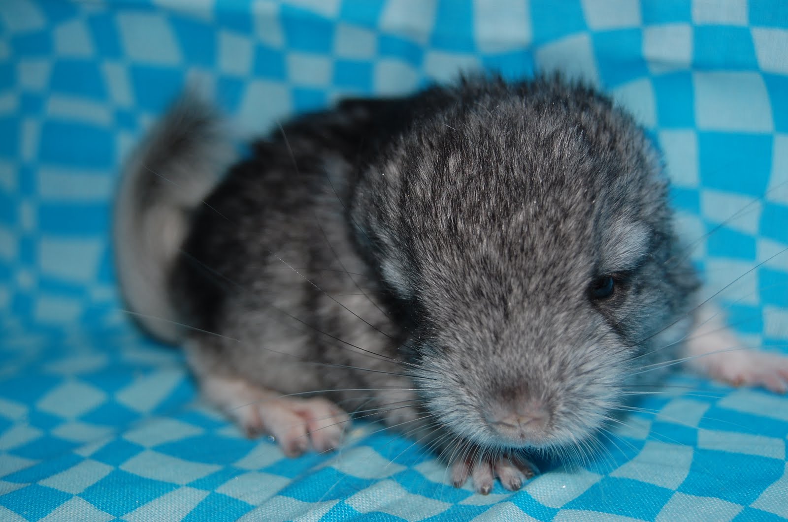 Morning Mist Chinchilla Ranch: Baby Pictures!