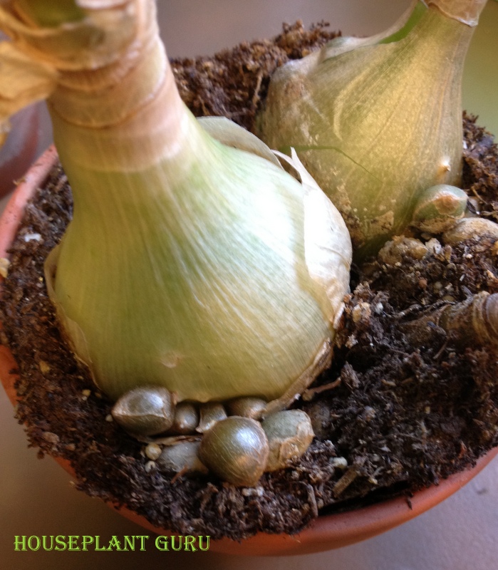 Houseplant Guru Baby Making Onion