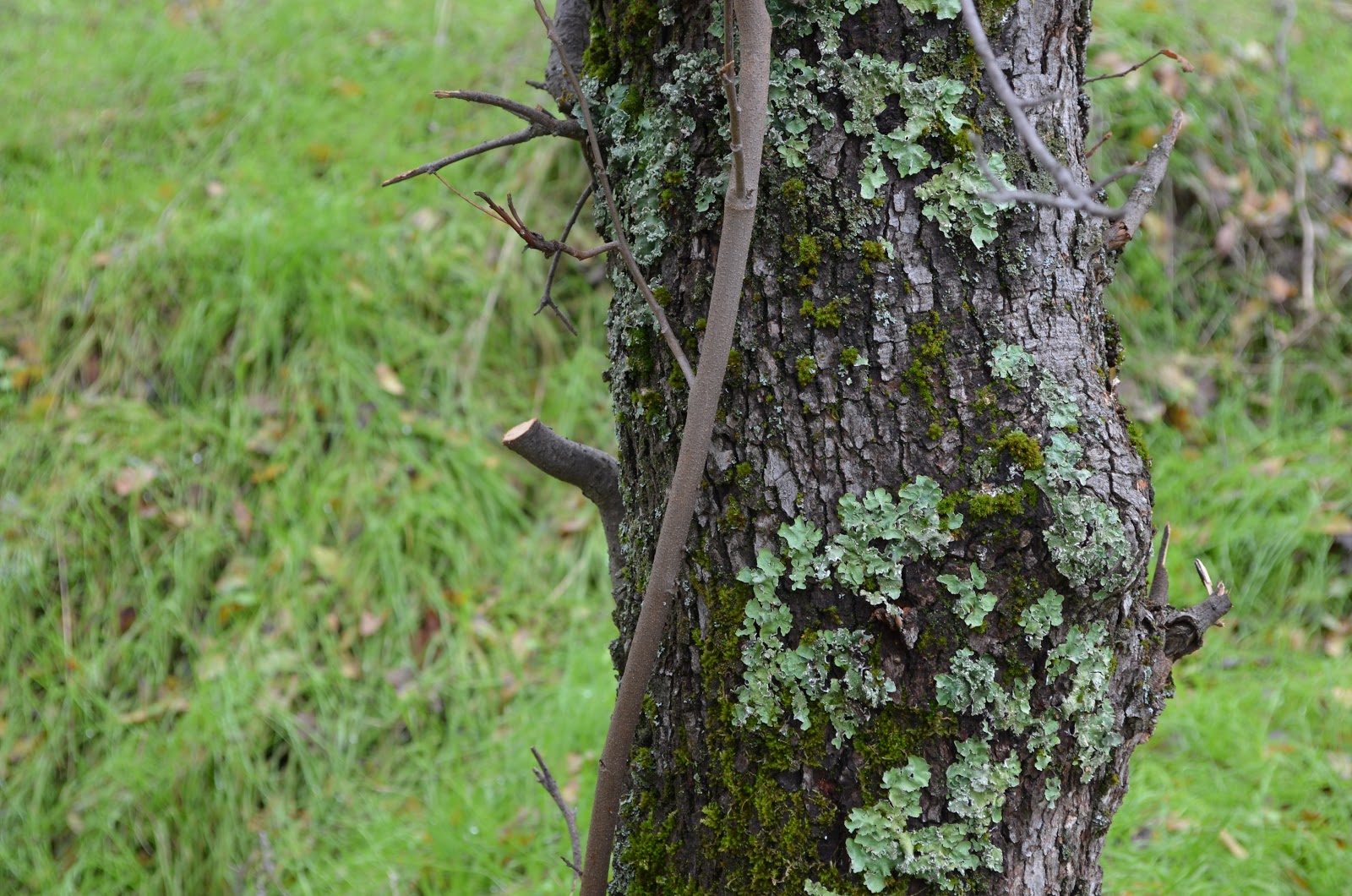 Peachy Hiker Poison Oak Information, Treatment, and Photos