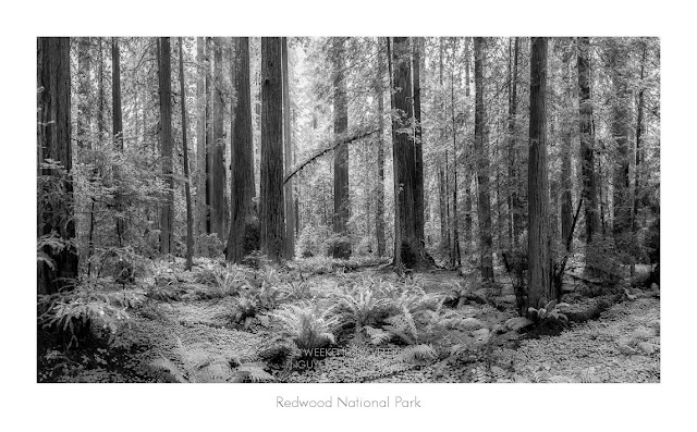 redwood forest panoramic view