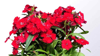 Nih Fungsi Tanaman Hias Penutup Tanah