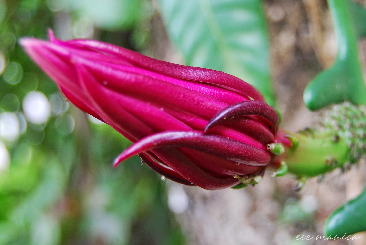 eve manica A flor que abre somente a noite eve manica A flor que abre somente a noite
