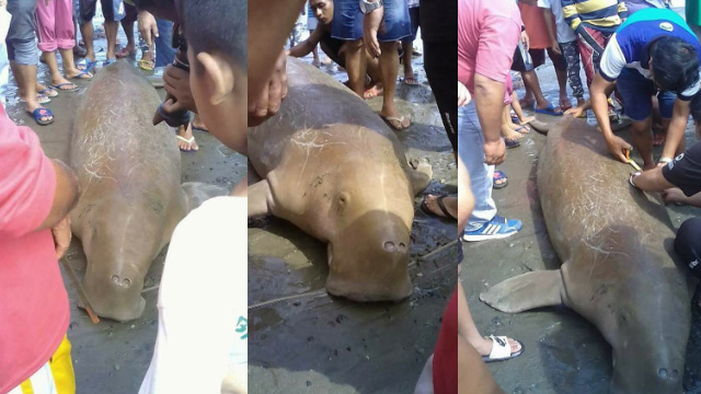 Another Large Sea Creature had been Found on the Philippine Shores Another Large Sea Creature had been Found on the Philippine Shores
