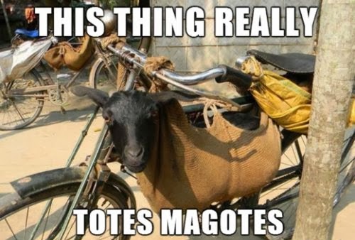 Funny Goat This Thing Really Totes Magotes Pun Joke Picture