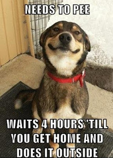 Dog Memes Dog Memes
