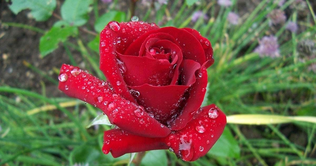 Ingridsart Rosen Erbluhen