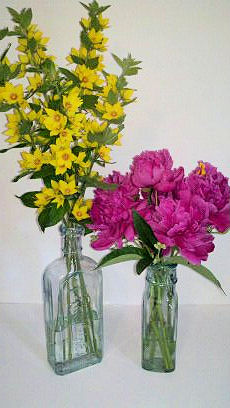 Yellow Loostrife & Peonies in Old Medicine Bottles