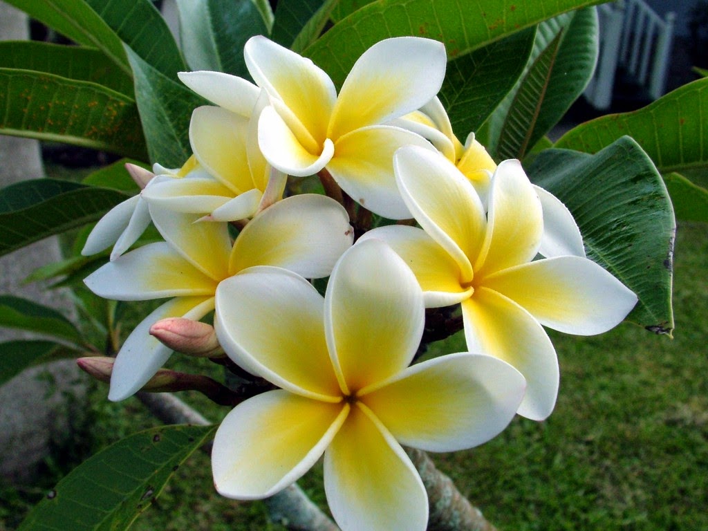 Flower Photos Flower Photos