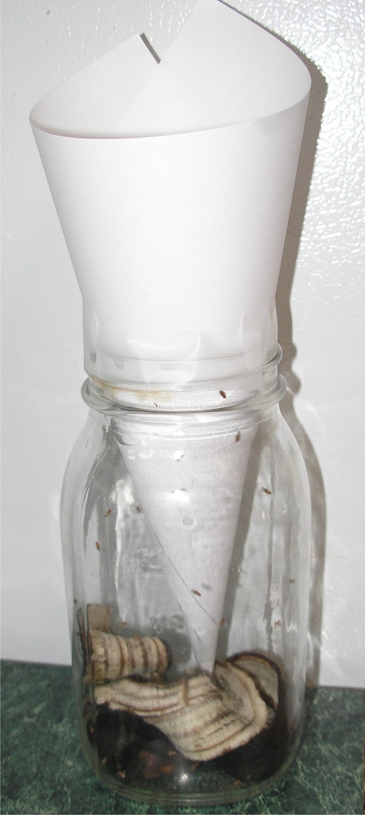 The Cheerful Agrarian Cheap and Simple Homemade Fruit Fly Trap