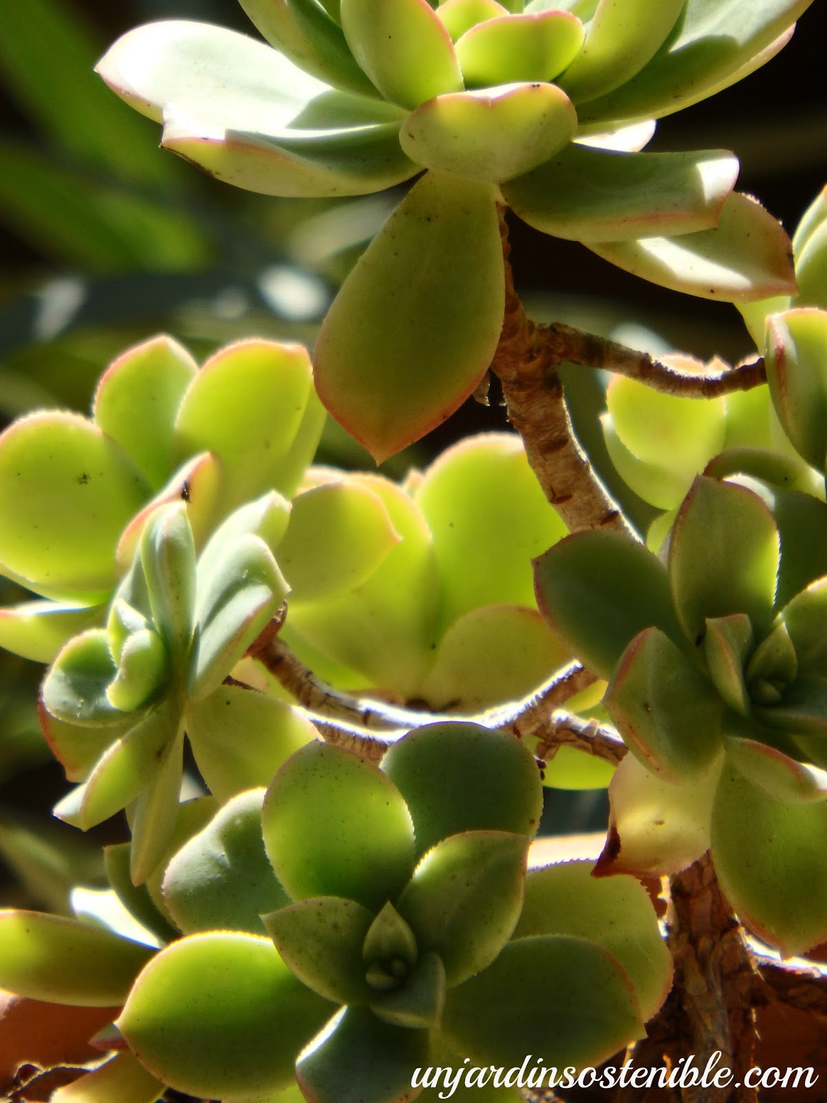 Unjardinsostenible Com Euonymus Japonicus Evonimo Evonimo Del