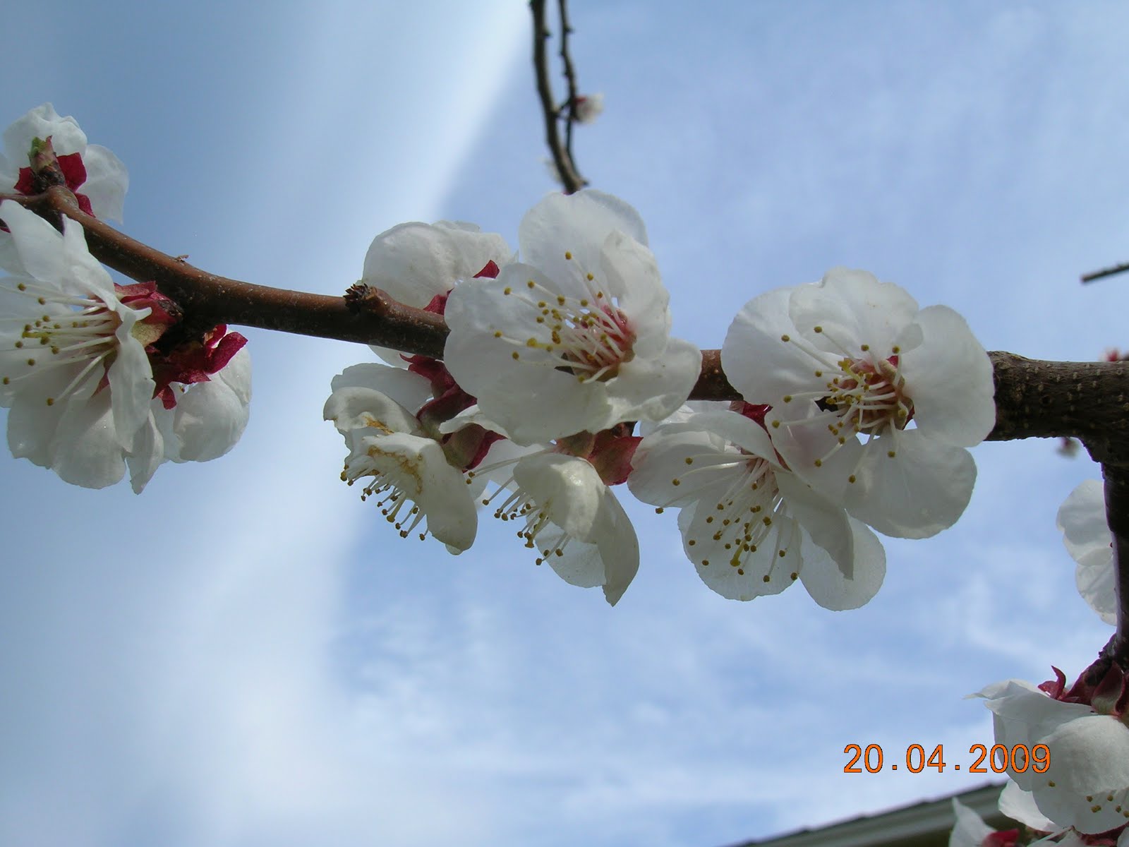 My Mountain Garden Gleanings Apricot Blossoms