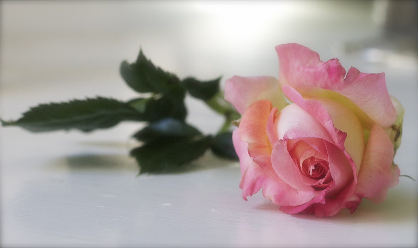 Natural Decor Roses for remembrance and some promising news