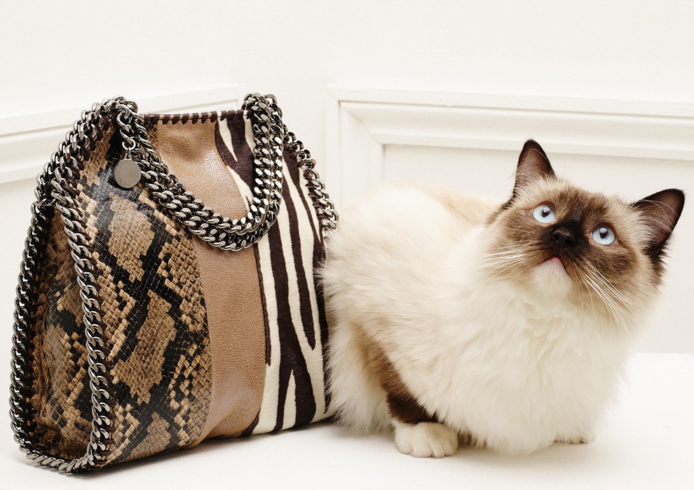 Стильная кошка. Модная кошка. Известный дизайнеры кошачьей одежды. Стильная кошечка. Подиум стильные кошки.