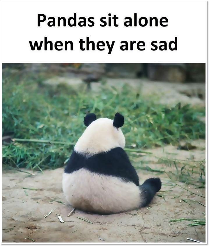 Facebook Meme Of The Week