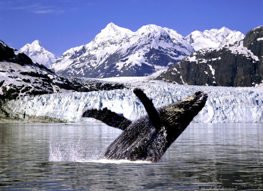 1152x864 Humpback whale 2 desktop PC and Mac wallpaper