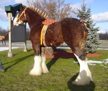 stallion, clydesdale stallion, clydesdale, horse for sale, clydesdale breeders