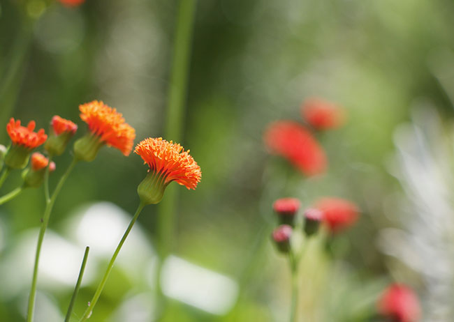 Lindaraxa Moonlight In The Garden