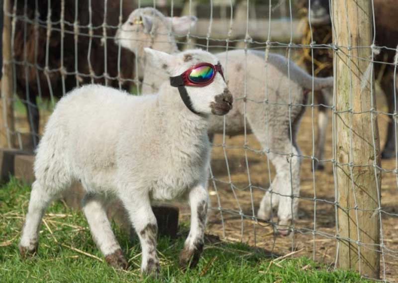 Nothing To Do With Arbroath Little lamb has to wear special sunglasses
