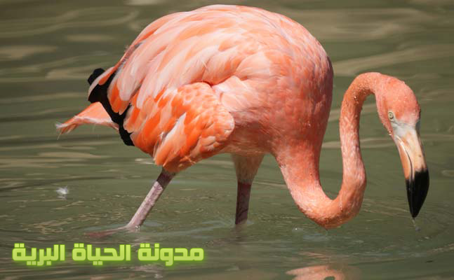 Image result for ‫حيوانات برتقالية‬‎