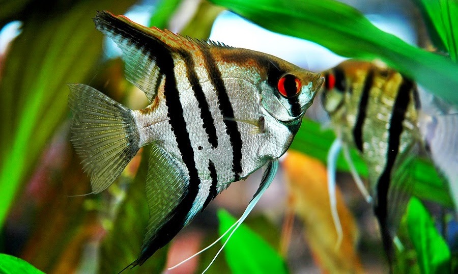 Kumpulan Gambar Ikan Hias Air Tawar Cara Budidaya Ikan 