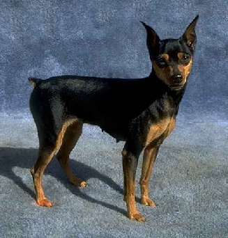 About Dog Miniature Pinscher Is Your Miniature Pinscher Potty