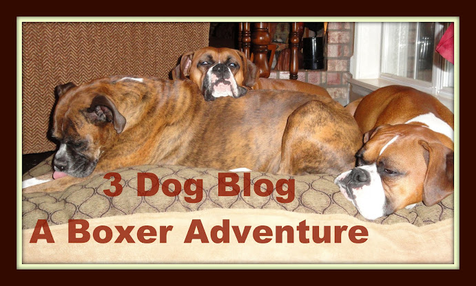 3 Dog Blog--A Boxer Adventure