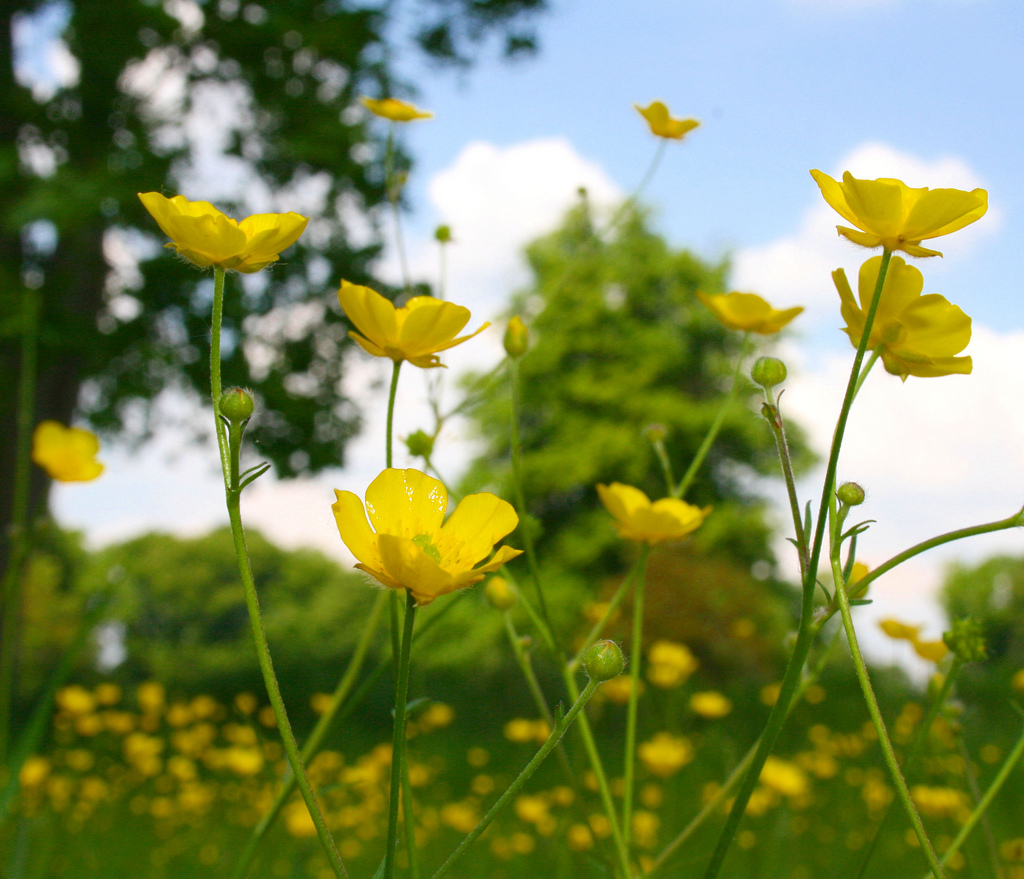 buttercup plant buttercup plant