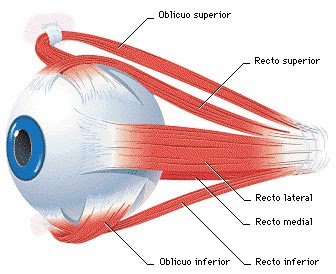 ANATOMIA HUMANA II: ÓRBITA