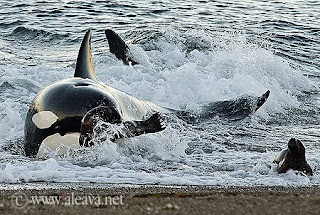 Orcas en el Canal de Ataque de Punta Norte