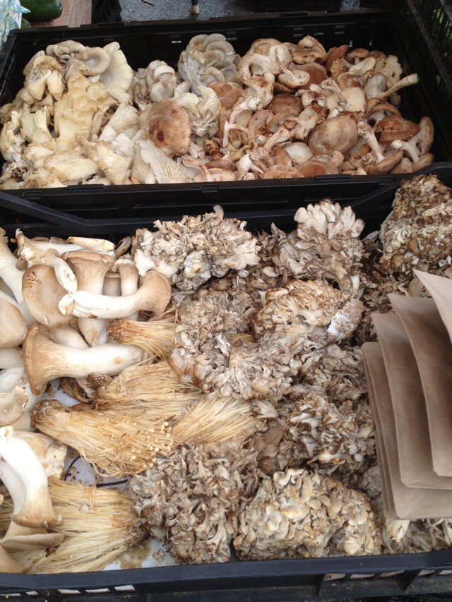 Ramblin' with AM Sustainability Saturday Special Edition Mahopac, NY