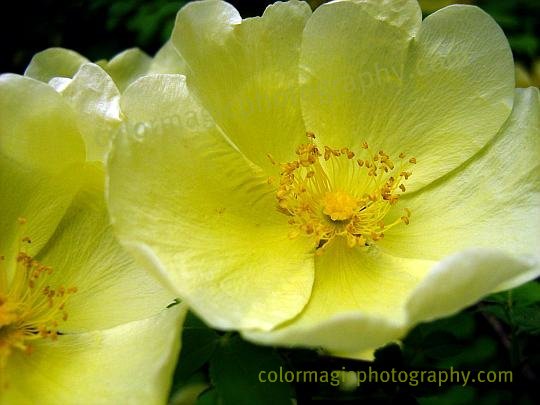 Canary Bird-yellow rose macro