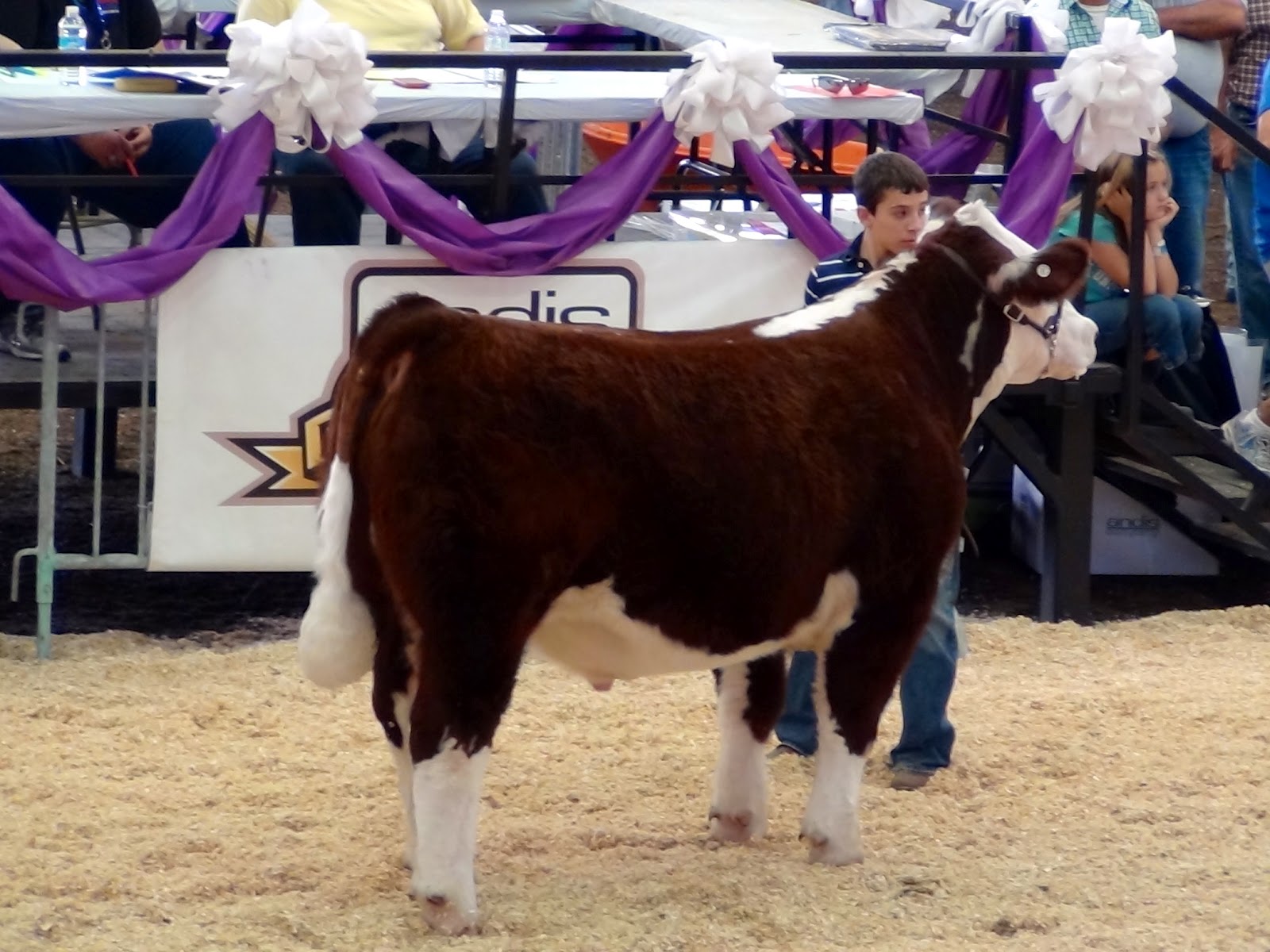 Executive Sires, Inc.: 2012 Wisconsin State Fair - Champion Hereford