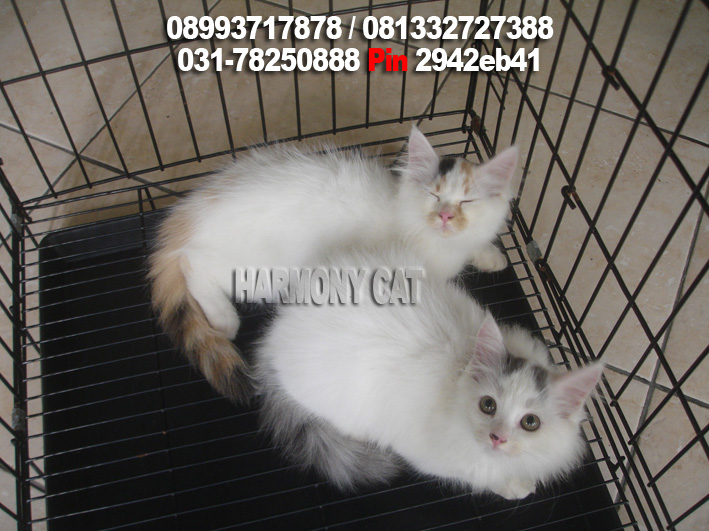 Harga Kucing Anggora Wilayah Medan Harga Yos