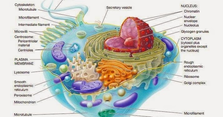 Dari beberapa fungsi organel sel tumbuhan diatas yang merupakan fungsi dari badan golgi adalah nomor