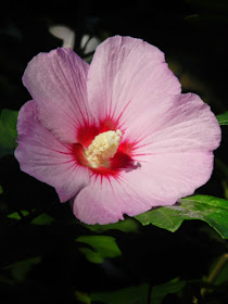Pink Rose of sharon Hibiscus syriacus by garden muses-not another Toronto gardening blog