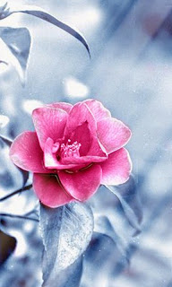 وردة متفتحة تحت الضوء ورائعة الصورة كخلفية جوال سامسونج