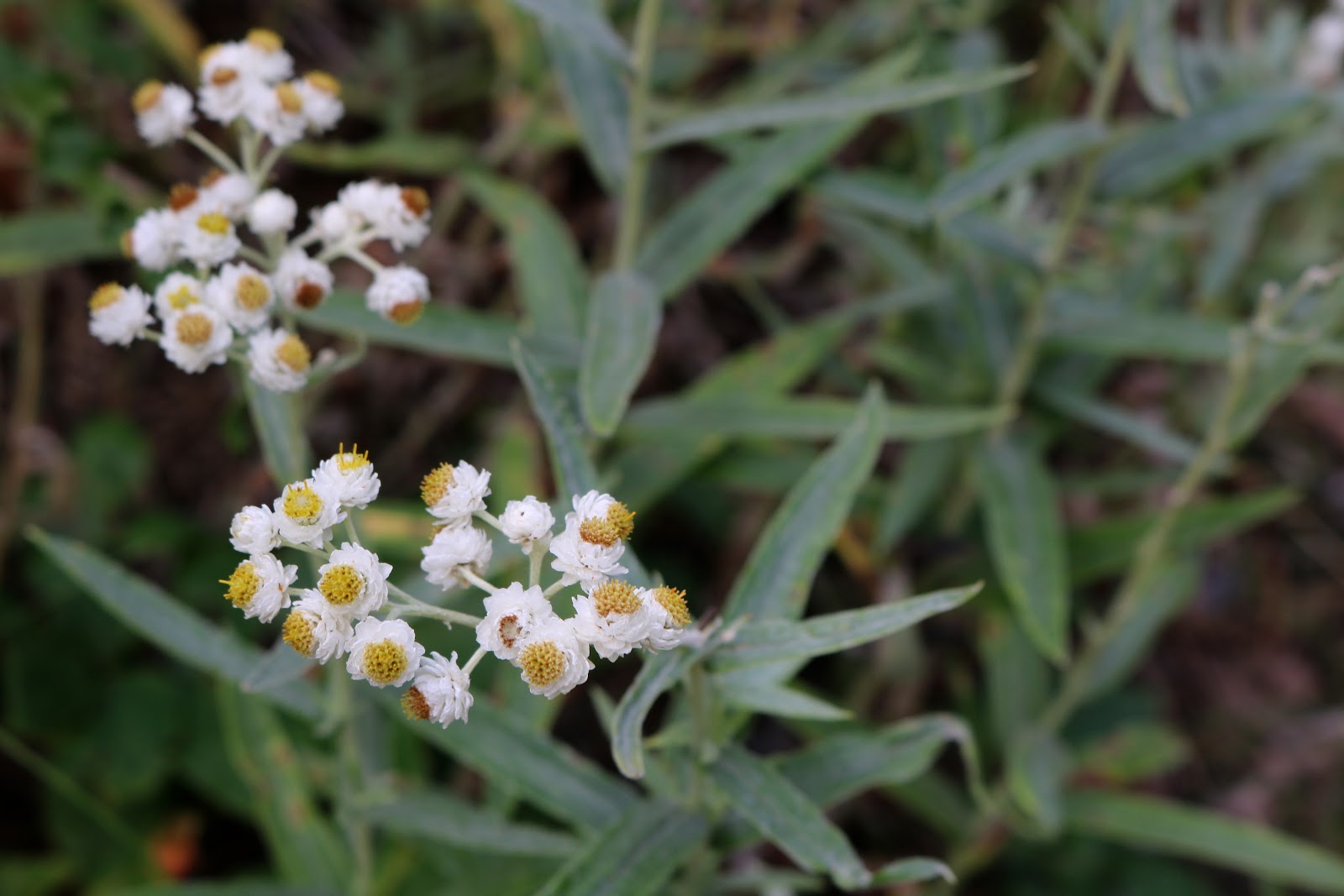 Seedless Vascular Plants, Nonvascular Plants &amp; Nature