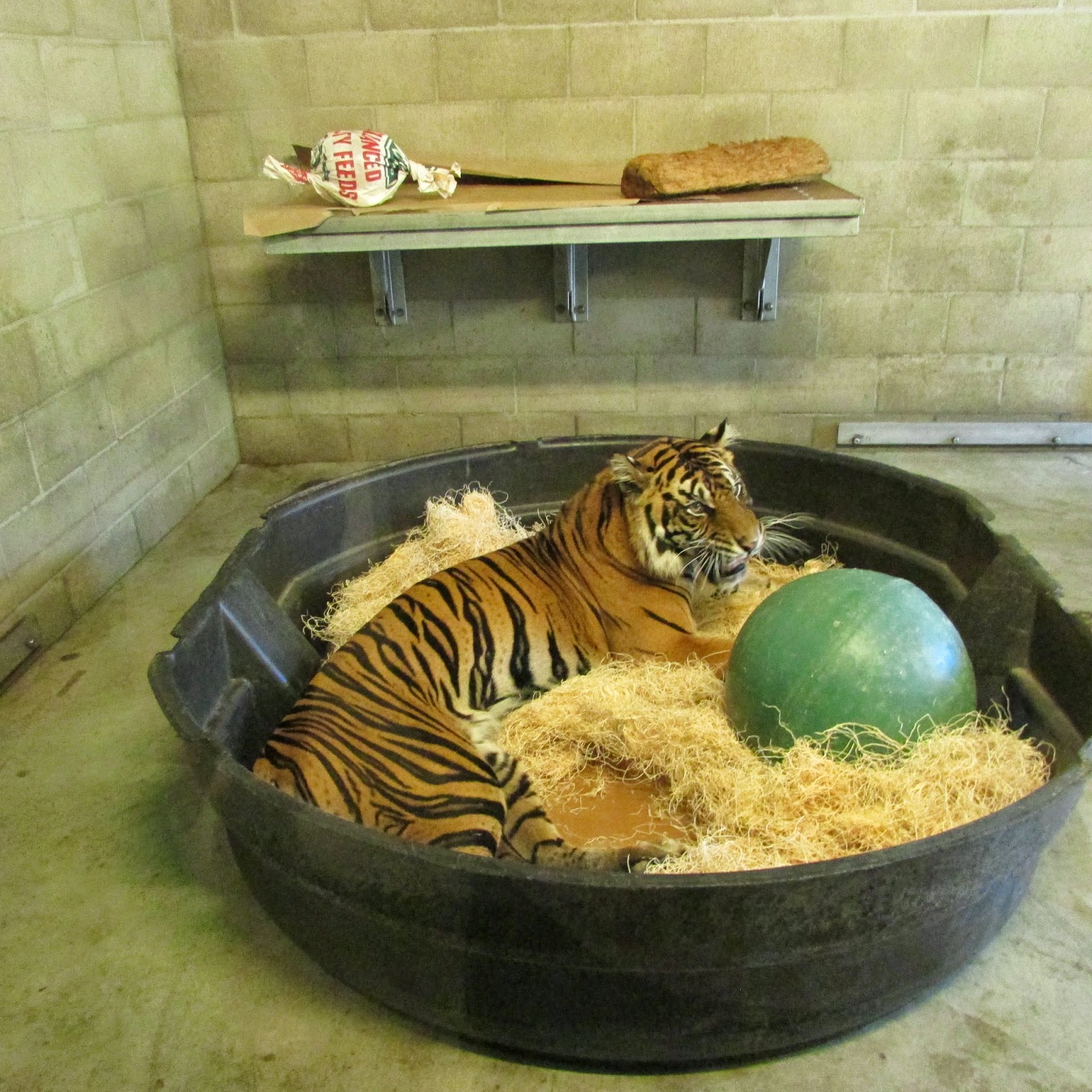 Adventures of a Zookeeper: Behind-the-Scenes Tiger Tour at the San