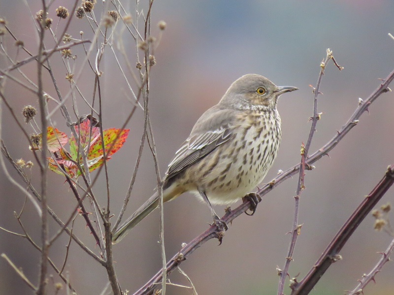Piedmont Birding : A Different Thrasher in North Carolina