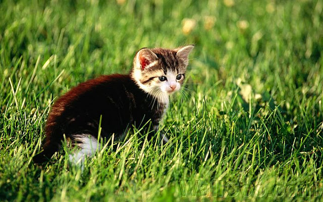 Kittens In Grass Wallpapers Nice Pics Gallery