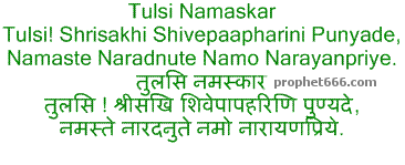 Tulsi Mata Namaskar ot Prayer to Holy Basil Plant