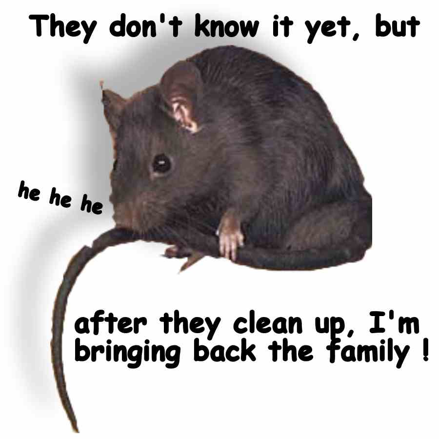 Old field Studio & Leo Lakes Finally, the Palm Rat has passed over the