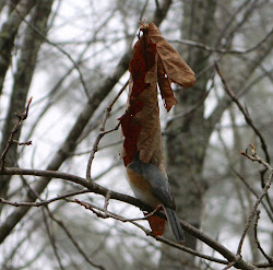 sleeping leaf bird oddest thing lise cabin log