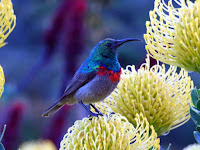 Sunbird on protea
