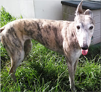 Dee Dee at Friends of Greyhounds