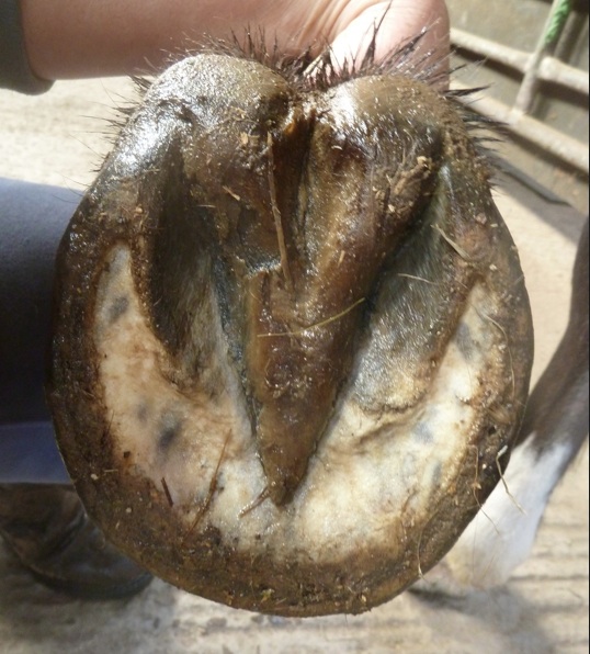 Rockley Farm: Self-maintaining hooves